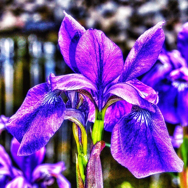 Guelph Ontario Canada ~ Guelph University ~ Arboretum ~ Purple Iris