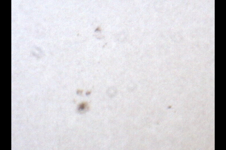 20130406 16-26-39 bird across sunspots