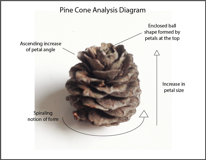Pinus Cone Diagram