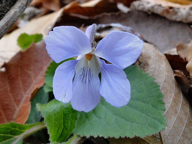 Mauve out of Winter. Viola grypoceras, Griffin-horned Violet, Alps Park, Matsumoto, Nagano, Japan