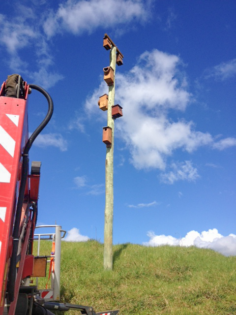 Pole Fitted With Nest Boxes