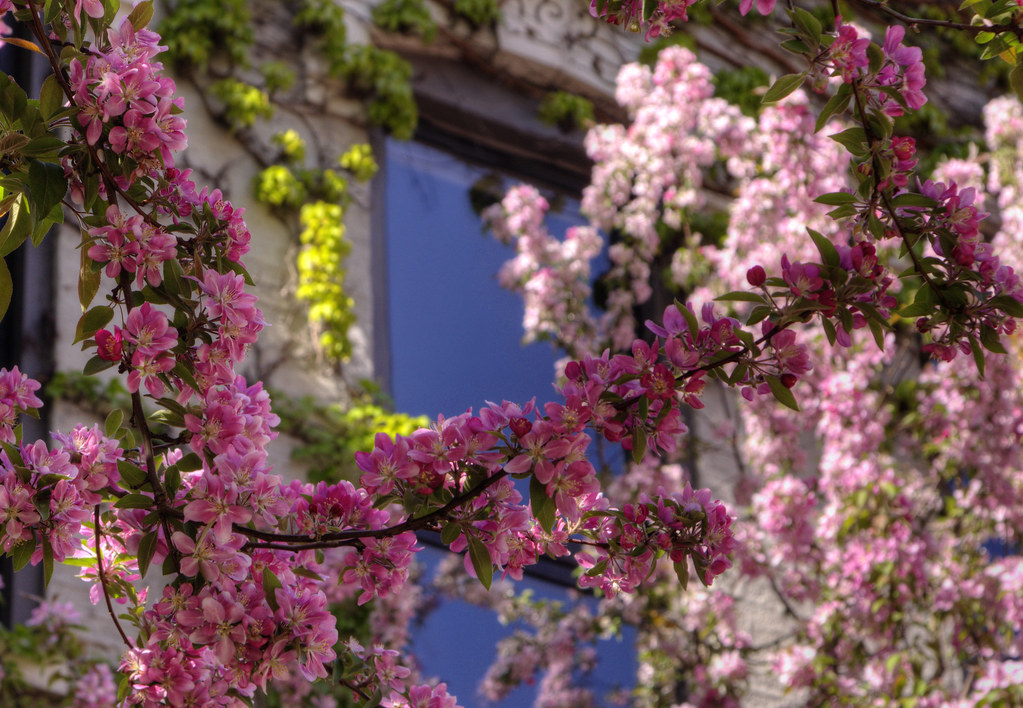 Sunshine on Spring Blossoms | Sunshine on spring blossoms of… | Flickr