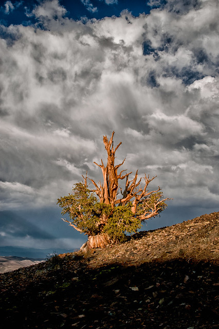 Bristlecone and Couds