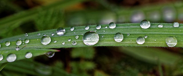 Beads of water on grass - Perles d'eau sur herbe
