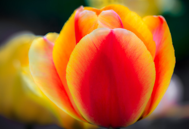 Spring Tulip - in the Twilight