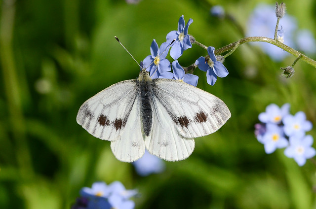 Green-veined White butterfly with unusually large spots