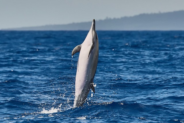 Common dolphin (delphinus delphis)
