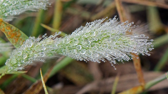 Annual Beard Grass 2_Polypogon monspeliensis__SGM