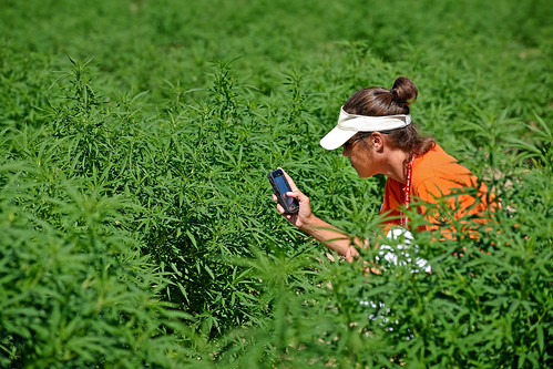 Extension agent takes a photo of a hemp plant during a tour of a Broadway Hemp farm.