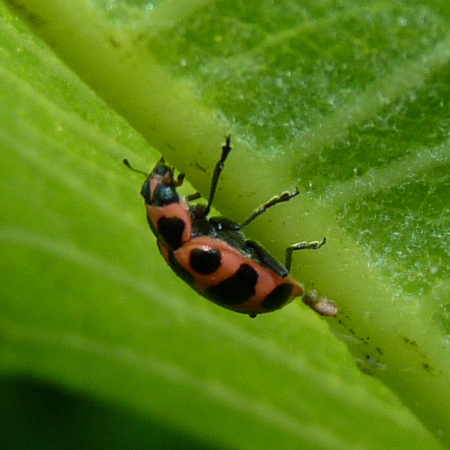 Spotted Lady Beetle