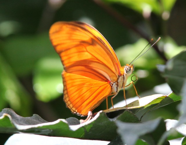 Insel Mainau - Butterfly house
