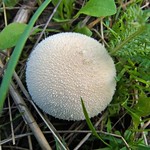 Wiesen-Stäubling (Meadow Puffball, Vascellum pratense)
