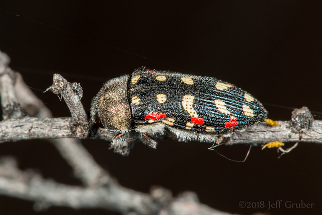 Metallic Wood-boring Beetle (Acmaeodera gibbula)