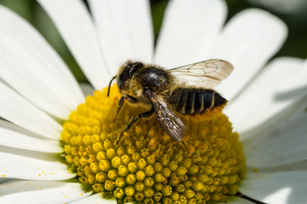 Bee - Megachile centuncularis (20180605_1)