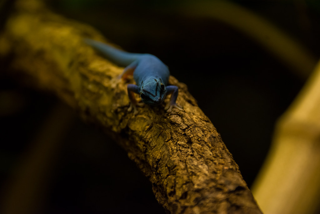 Blue dwarf gecko.