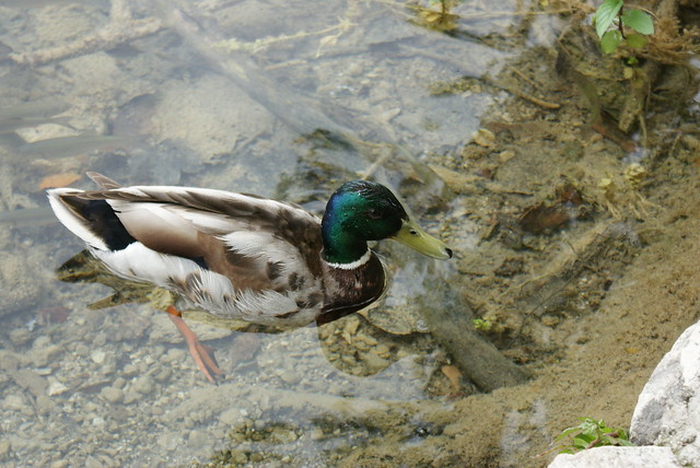 A male wild duck (Mallard) at Plitvice Lakes, Croatia.