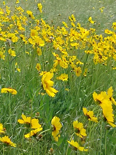 field yellow photography daylight louisiana wind wildflowers amateur shreveport springtime swaying