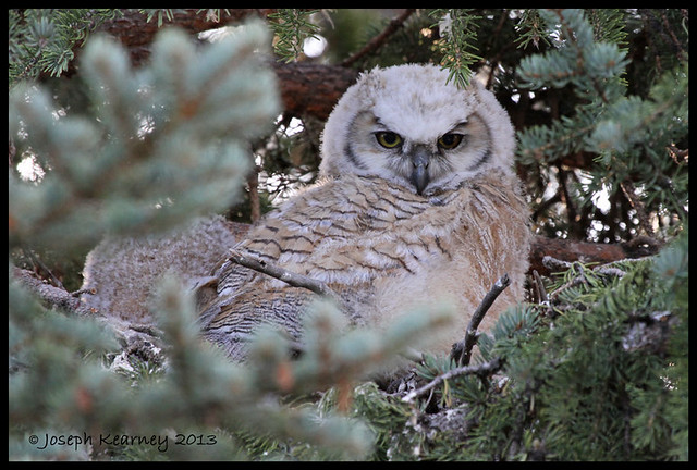 Great Horned Owlet (Sibling down behind)