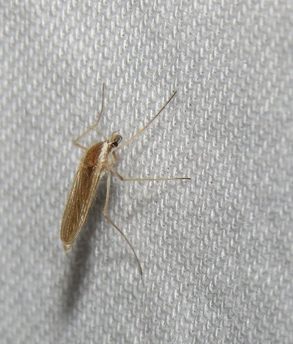Phantom midge | by Bug Eric