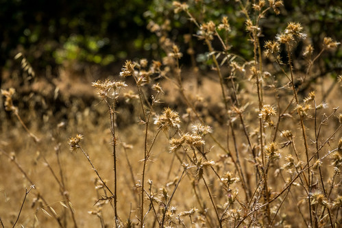 ca california summer almaden flora plants nature dryseason sanjose siliconvalley park afternoon recreational outdoor guadalupeoakgrovepark unitedstates us