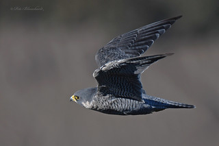 Peregrine Falcon (explored) | by PETEJLB