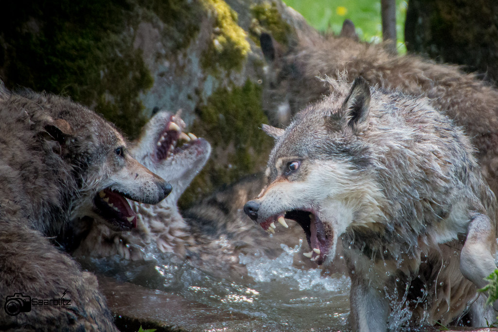 Action bei den Wölfen / Action with the wolves / 09 | Flickr