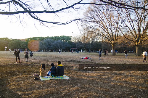street streetphotography travel japan asia picnic park winter sunset sunrise people city urban daylife tree badminton kites
