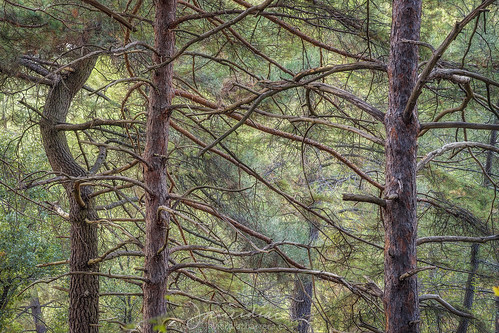 pino pine tree árbol bosque lacandamia león minolta75300 minolta coloresminolta sonya99 javibichos javierdb javierdiaz javierdiazbarrera javierdíaz javierdíazbarrera javierdiazbarreraes
