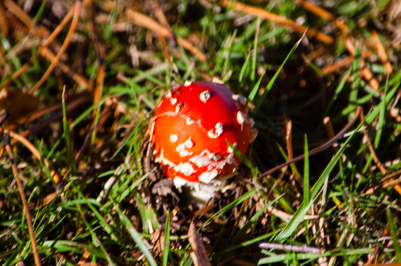 Young fly agaric, Bantock Park