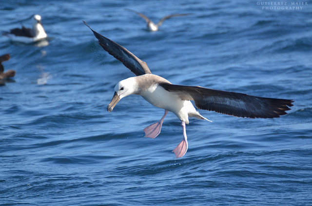 Albatros de ceja negra, Black browned albatross (Juvenile)