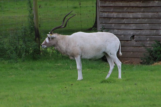 Oryx WOBURN SAFARI PARK 20161001  (54)