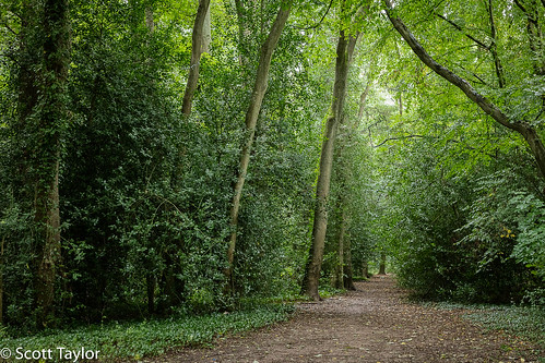 woodland amersham buckinghamshire cheshambois photoshopcc woods highiso canonef24105mmf4lisusm uk canon5dsr canon handheld lightroom england landscape