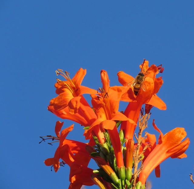 Bee On Orange Trumpet Flowers <> IMG_0941 - Version 2
