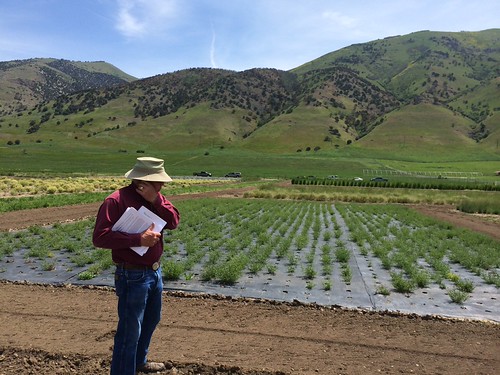 Forb Seed increase plot  photo 5 | by Intermountain Region US Forest Service