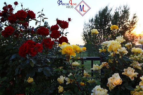 flowers red roses yellow landscape photography lewis ml antoine marquis menifee marquislewis marquisantoinelewisphotography
