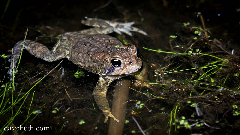 American Toad (Bufo americanus) - activity in breeding pond, floating on surface