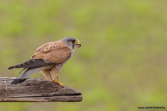 Peneireiro Vulgar, Common Kestrel (Falco tinnunculus)