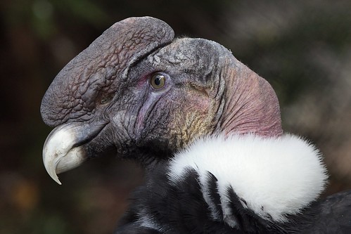Andean condor male | The Andean condor (Vultur gryphus) is a… | Flickr