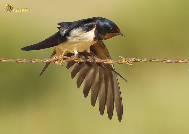 Red-rumped Swallow  السنونو