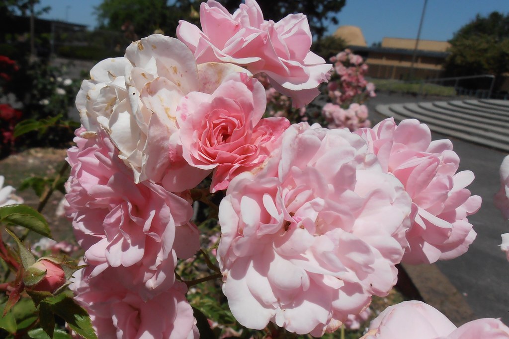 Unified Roses MUSD Roses | Milpitas Unified School District Roses | Jennifer ...