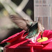 Flickr photo 'Archilochus alexandri (Black-chinned Hummingbird) - female' by: Arthur Chapman.