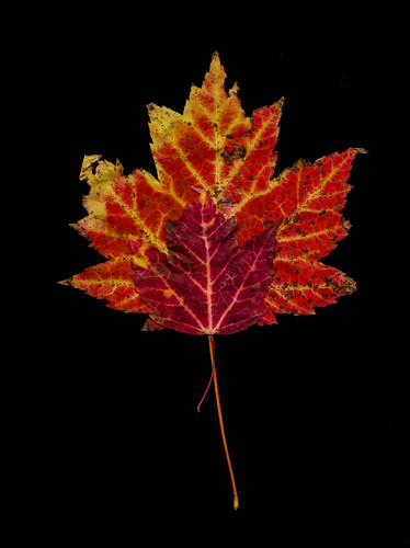 maple leaves | by Samantha Forsberg