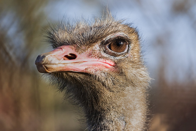 Eye to eye with an Ostrich