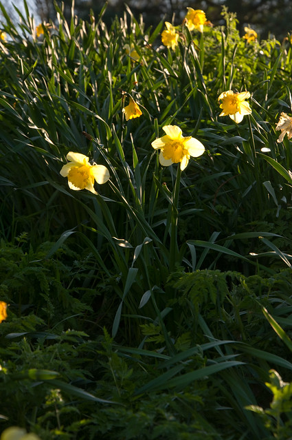 Canalside Daffodils