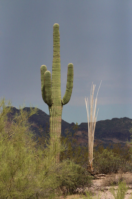 Saguaro Cactus - Circle of Life - 8210