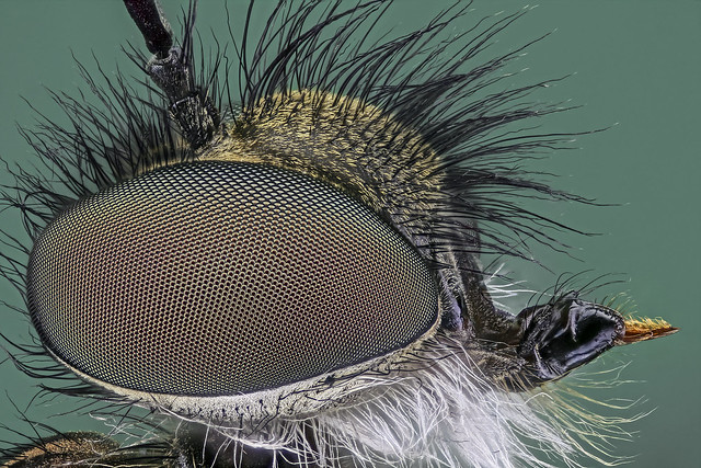Cyrtopogon lateralis  Asilidae  Raubfliege / robber fly