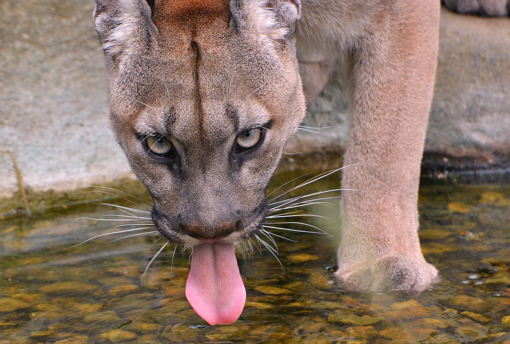 Puma drinks - tongue out. | One more shot Rog | Flickr