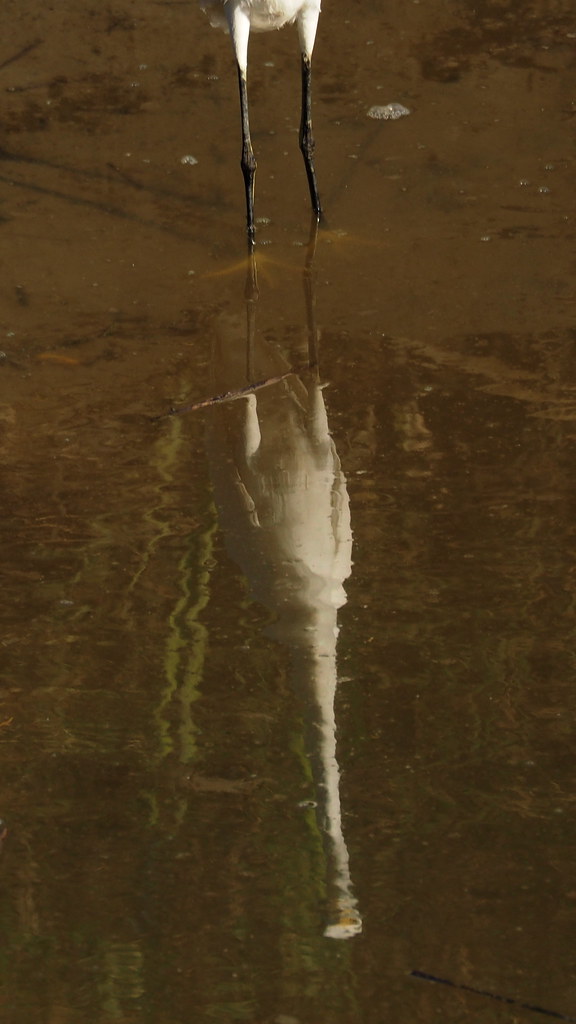 Reflect | OLYMPUS DIGITAL CAMERA | carlinsc | Flickr