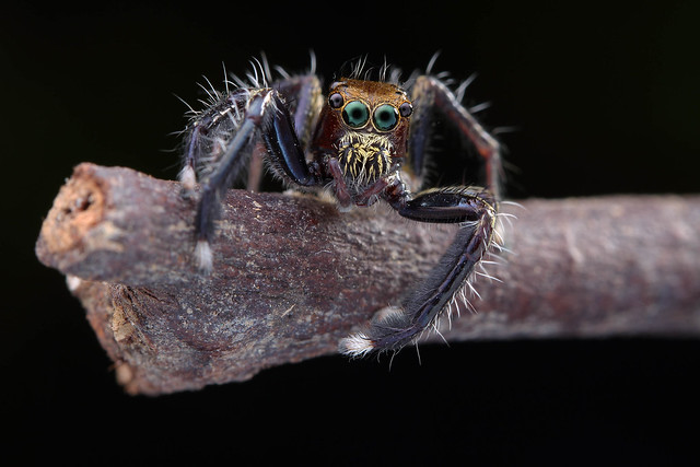 IMG_3071 Pancorius, jumping spider.HA!