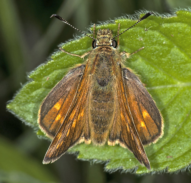 Large skipper - Ochlodes venatus (female)